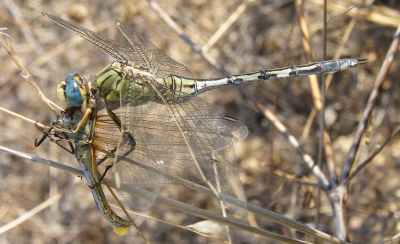 E'' vero che l''Orthetrum trinacria e'' molto aggressivo?
